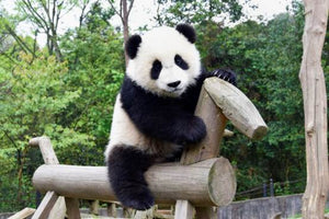 Love for the Panda Bear!